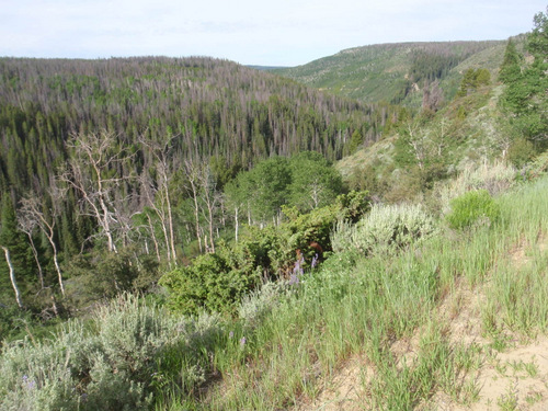 Large batches of Dead Wood standing.